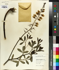 Baptisia alba image