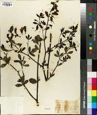 Baptisia alba var. macrophylla image