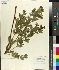 Baptisia nuttalliana image