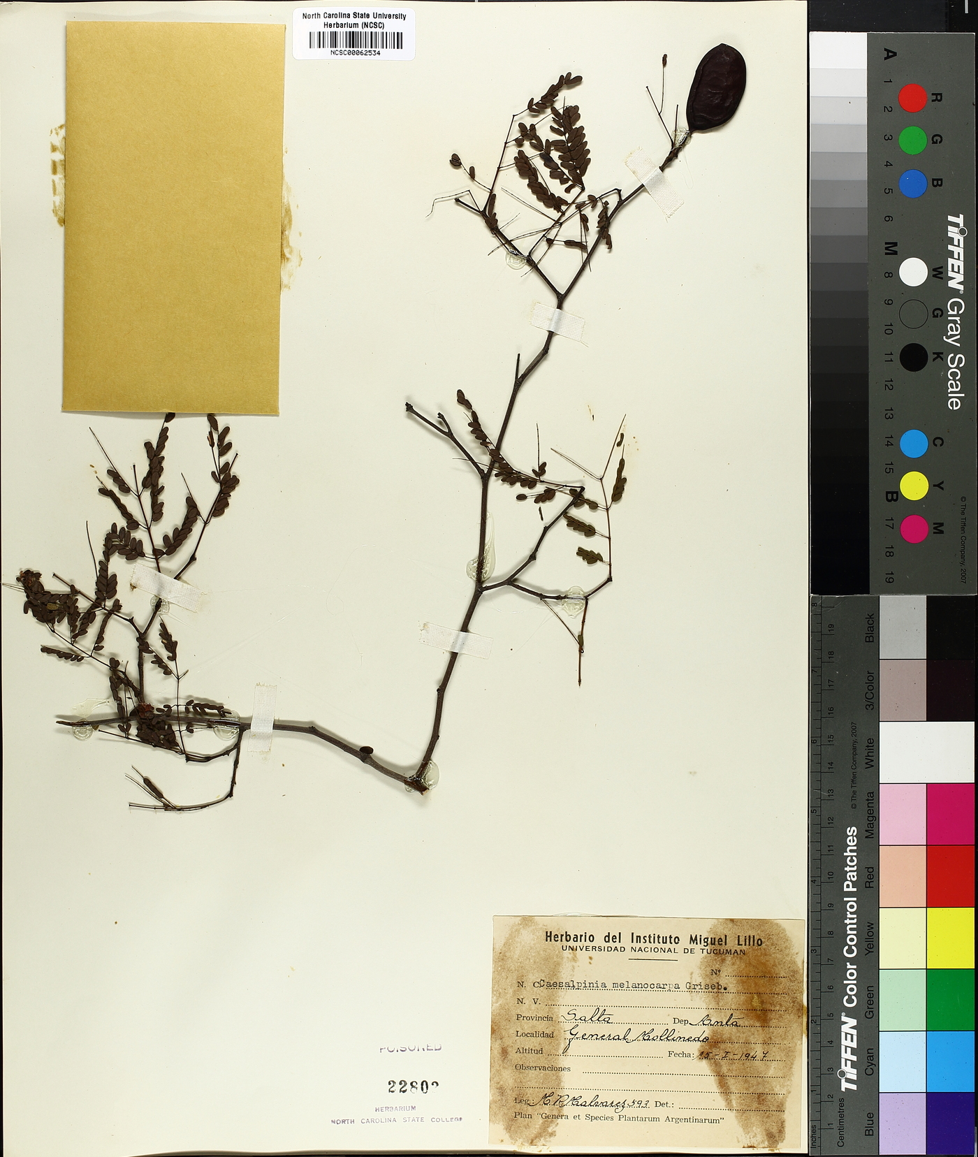 Caesalpinia melanocarpa image