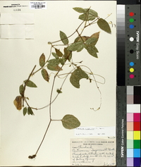 Centrosema virginianum image