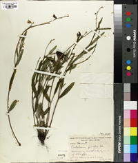 Crotalaria purshii image