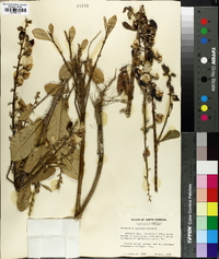 Crotalaria spectabilis image