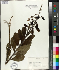 Crotalaria spectabilis image