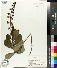 Crotalaria spectabilis image