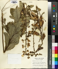 Crotalaria spectabilis image