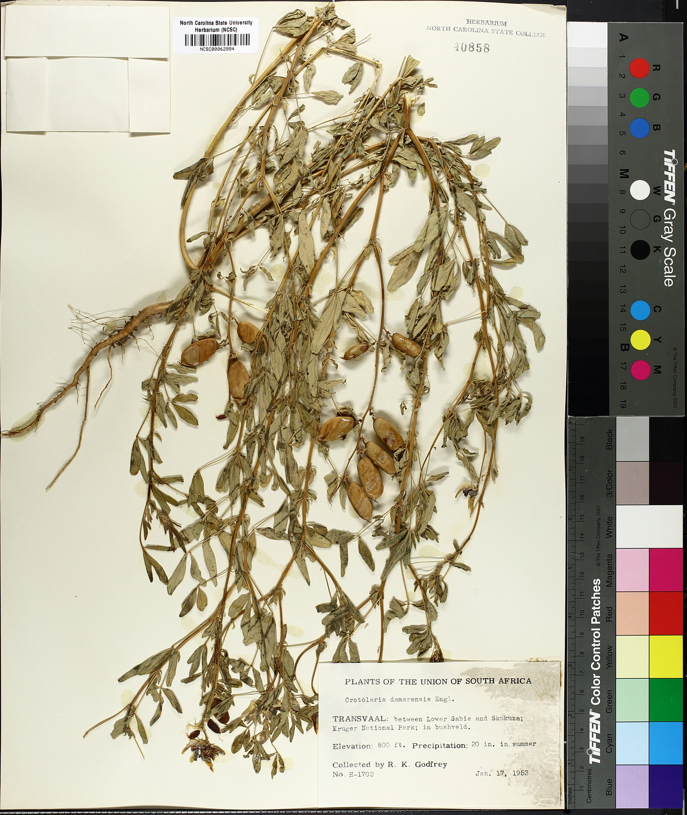 Crotalaria damarensis image