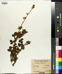 Crotalaria incana image