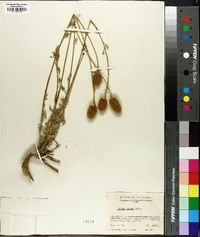 Dalea aurea image