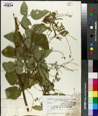 Desmodium canescens image