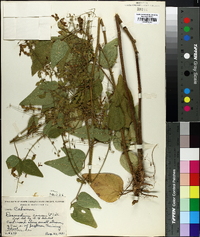 Desmodium canescens image