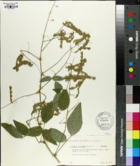 Desmodium canescens image