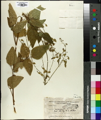 Desmodium canescens image