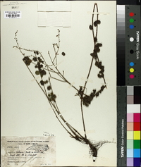 Desmodium ciliare image