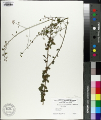 Desmodium ciliare image