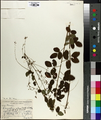 Desmodium ciliare image