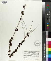 Desmodium ciliare image