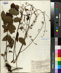 Desmodium fernaldii image