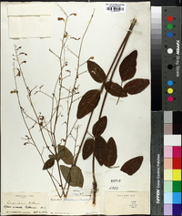 Desmodium glabellum image