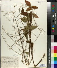 Desmodium glabellum image