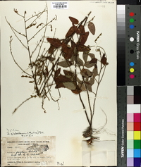 Desmodium glabellum image