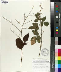 Desmodium glabellum image