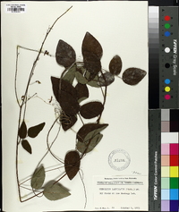 Desmodium laevigatum image