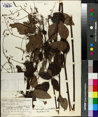 Desmodium laevigatum image