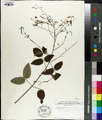 Desmodium laevigatum image