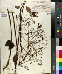 Desmodium laevigatum image