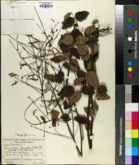 Desmodium laevigatum image