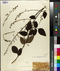 Desmodium laevigatum image