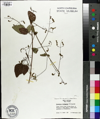 Desmodium laevigatum image