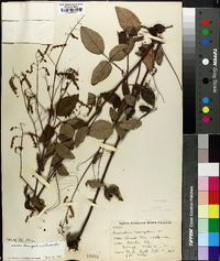 Desmodium laevigatum image