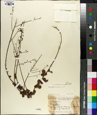 Desmodium lineatum image