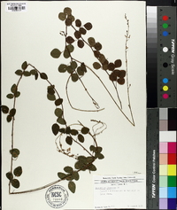 Desmodium lineatum image