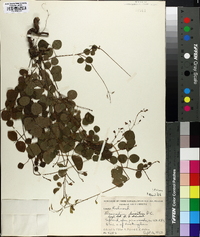 Desmodium lineatum image