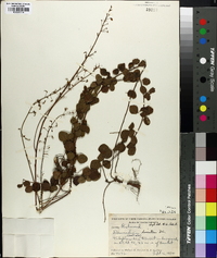 Desmodium lineatum image