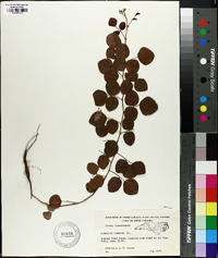 Desmodium rotundifolium image