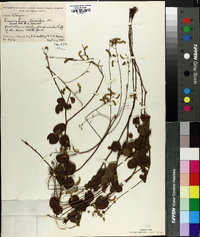 Desmodium lineatum image