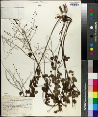 Desmodium marilandicum image