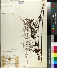 Desmodium marilandicum image