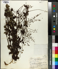 Desmodium marilandicum image