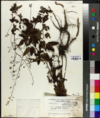 Desmodium marilandicum image