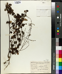 Desmodium marilandicum image