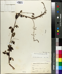 Desmodium marilandicum image