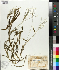 Digitaria setigera image