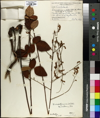 Desmodium nuttallii image