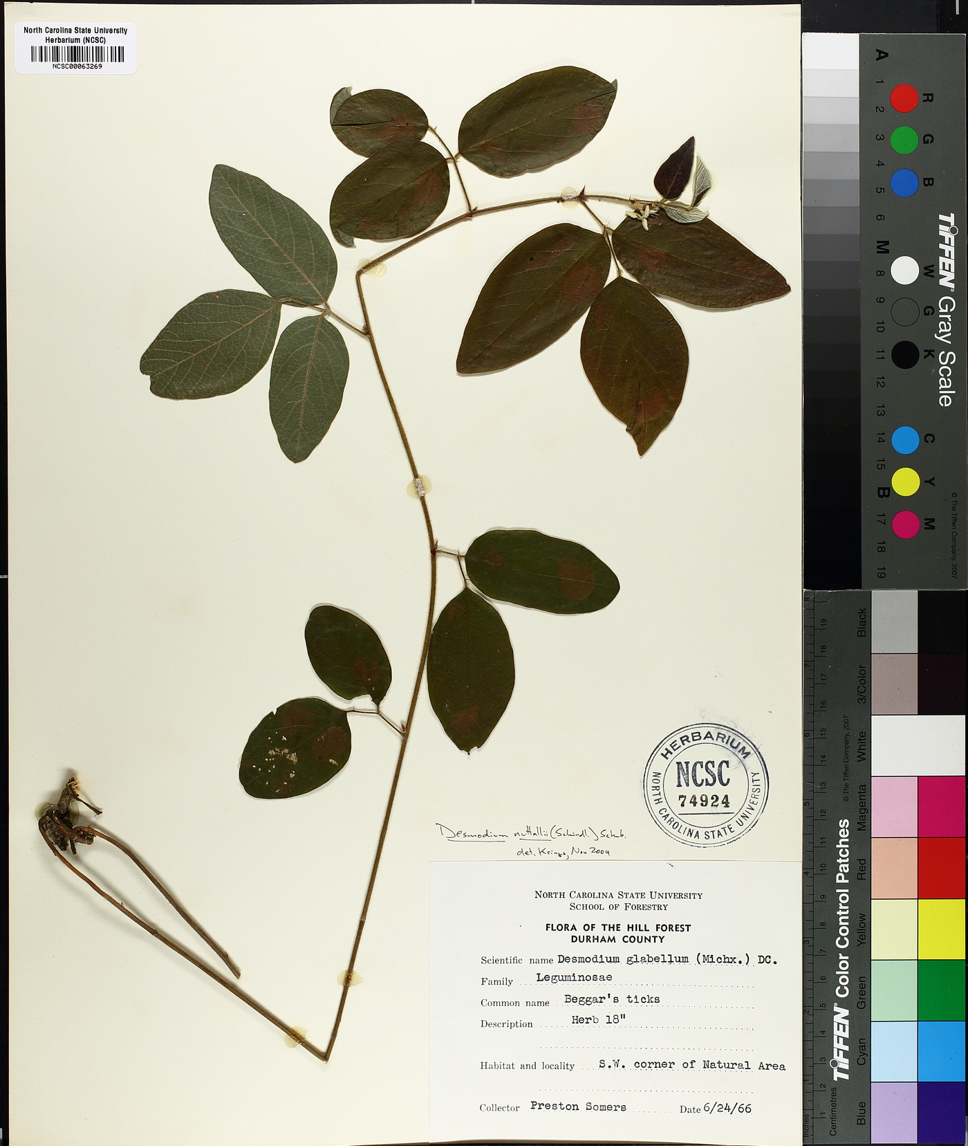 Desmodium nuttallii image