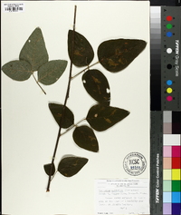 Desmodium nuttallii image